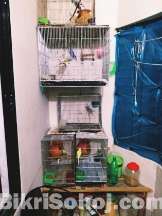 Budgerigar - Full setup